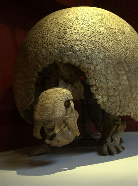 Natureplus What S New At The Museum Tags Glyptodon