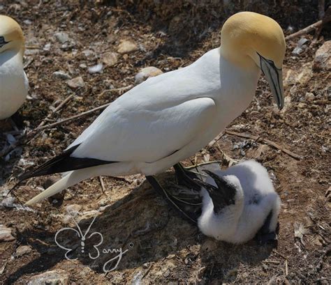 great northern gannet colony  boneventure island gaspe quebec canada shot