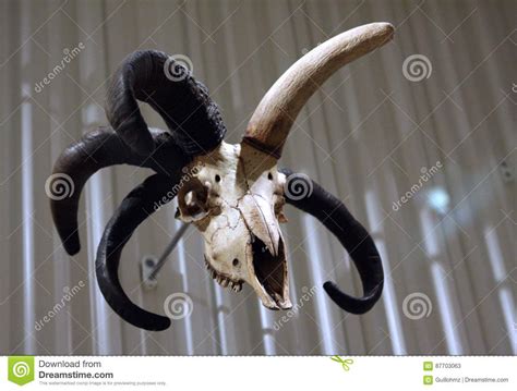 multi horn auroch skull editorial stock photo image  strange