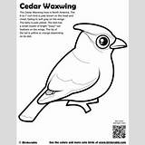 Waxwing Cedar Coloring Designlooter Sample sketch template