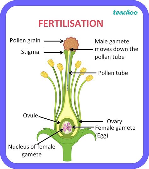 class  biology explain  process  fertilization  plants