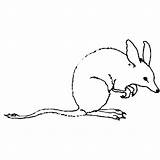 Bandicoot Bilby Coloring Pages Animals Color Colorig sketch template