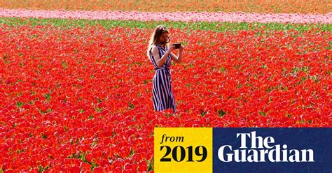 Dutch Fence Off Tulip Fields To Stop Selfie Takers
