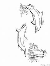 Dolfijnen Dieren Dolphins Downloaden Uitprinten Vriend sketch template