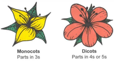 monocot  dicot flower world  flowering plants