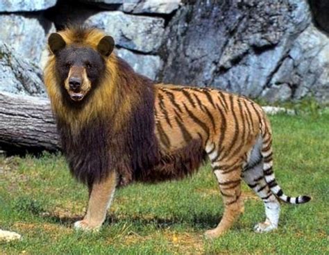 Her Have A Long Arm Blt [bear Lion Tiger]