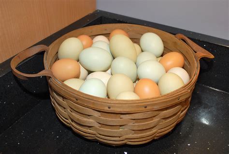 pretty egg basket murano chicken farm