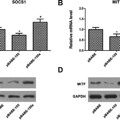 mir 155 suppresses socs1 and mitf expression during osteoclast