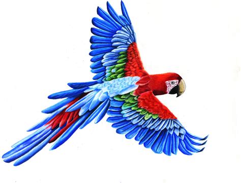 scarlet macaw clipart   designlooter