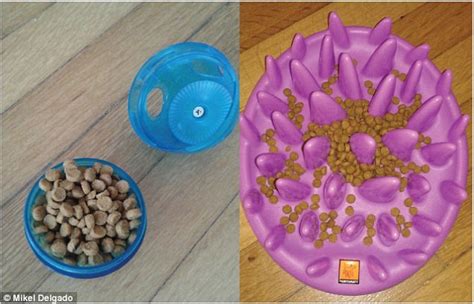 Diy Food Puzzles That Can Boost Your Cat S Health And Turn It Into An