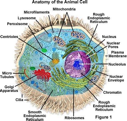 cells dr hunter biology