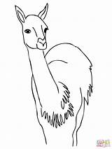 Guanaco Coloring America South Curious Capybara Printable Pages Clipart Realistic Getcolorings Library Coloringhome Unbelievable Categories Comments sketch template