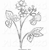 Outline Plant Strawberry Coloring Clip Blossoms Plants Picsburg Clipground sketch template