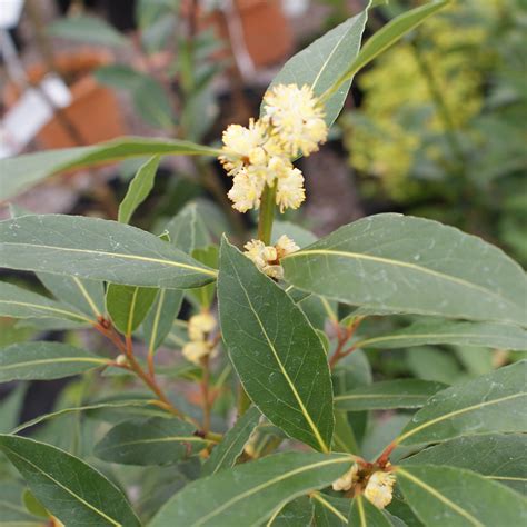 bay laurel laurus nobilis hedges direct uk