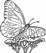 Butterfly Monarch Drawing Line Coloring Getdrawings Printable Pages sketch template
