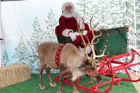 santas reindeer strays   herd  visit  childrens museum