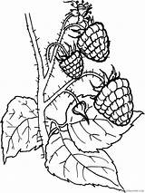 Berries Coloring4free Raspberries sketch template