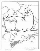 Coloring Seal Pages Sea Ocean Animals Printable Animal Color Elephant Kids Book Template Seashore Cute Leopard Monk Colouring Colouringpages Au sketch template