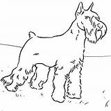 Schnauzer Coloring Pages Dog Colouring Miniature Patterns Adult Dogs Color Animal Farm Many Kids Sheets Printable 28kb 250px Choose Board sketch template