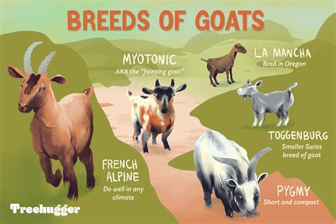 indian goat breeds