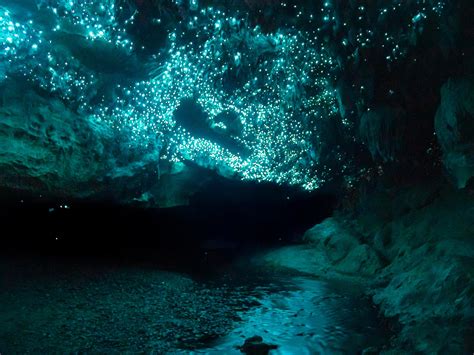 glow worms lighting   cave   zealand rnatureismetal