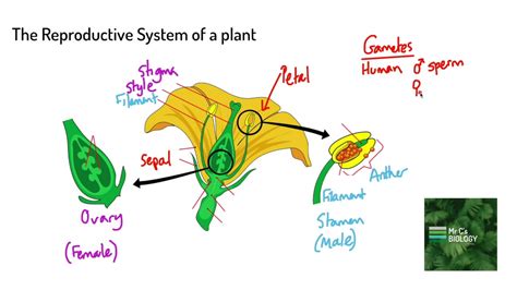 The Reproductive System Of A Plant Ks3 Biology Youtube
