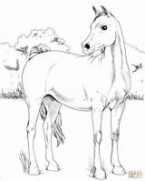 Coloring Arabian Horse Pages Quarter Printable Horses sketch template