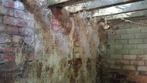 dry rot treatment dry rot repairs p moody newcastle manchester preston middlesbrough