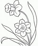 Spring Outline Daffodils sketch template