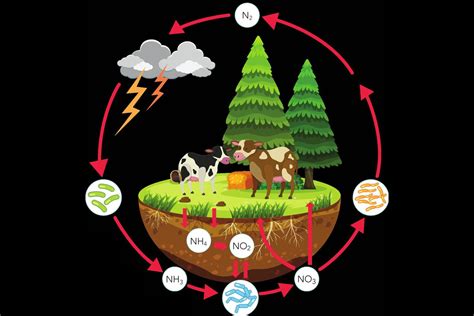 nutrient cycles   environment