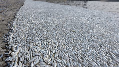 thousands  dead fish mysteriously    york waterway