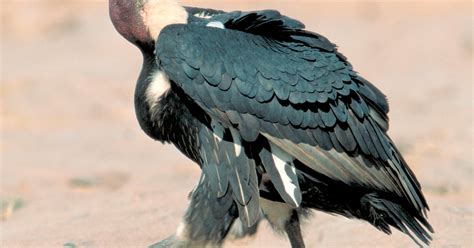 asian vulture species  highest protection list gk digest
