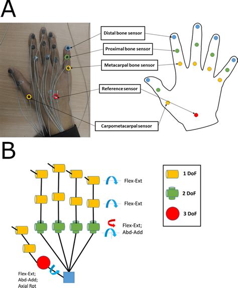 sensor placement location  hand  kinematic hand model  scientific diagram