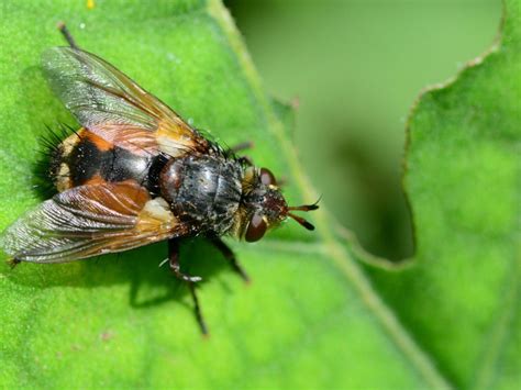 tachinid flies  gardens  tachinid flies beneficial