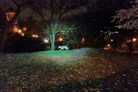 coyote spotted  central park