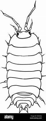 Woodlouse Monochrome Drawing Stock Common Simple Alamy Illustration Vector Coloring Shutterstock sketch template