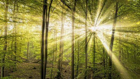 sonnenstahlen mit fruehnebel im fruehlingswald foto bild wald sonne