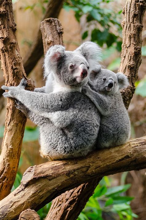 koala family koala bears  tree tree mammal animals   wild
