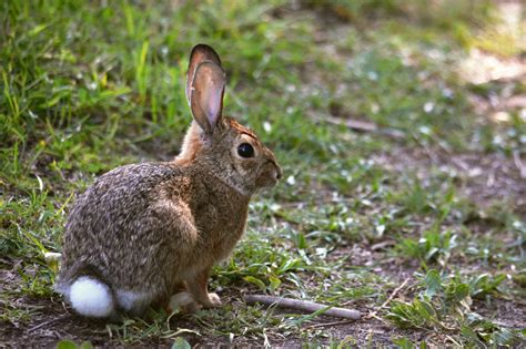 england cottontail rabbits  critters protected   wildlife