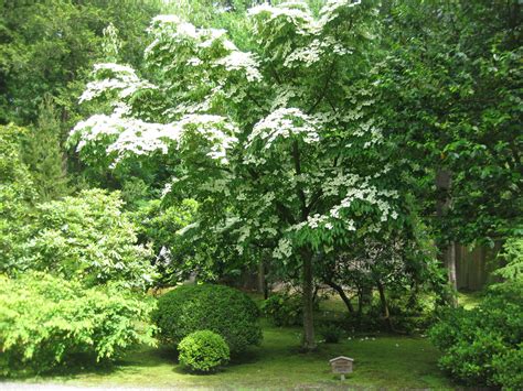 kousa dogwood  early summer delight seattle japanese garden