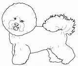 Bichon Frise Coloring Dog Pages Maltese Drawing Printable Puppy Supercoloring Dogs Drawings Short Categories Sketches Paper sketch template