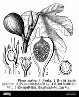 Ficus Carica Anonym 1893 Biology sketch template