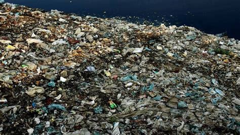 study floating heap  trash  oceans apex predator