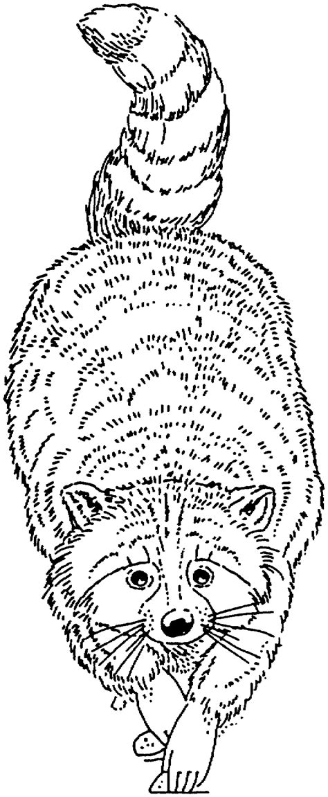 raccoon coloring pages