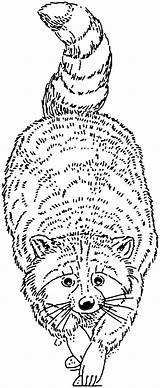 Coloring Pages Raccoon Racoon Raccoons Printable Supercoloring Template Tree Getdrawings Drawing sketch template