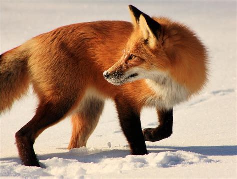 winter fox fox photo  fanpop