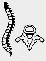 Spine Espinal Medula Chiropractor Sandton Pinclipart Jing sketch template