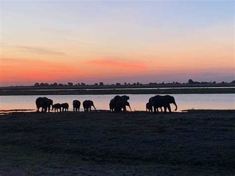 chobe national park southern africa escorted tours