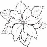 Poinsettia Drawing Outline Christmas Coloring National Flower Sketch Fruit Bit Paintingvalley Draw Kidsplaycolor Color Choose Board sketch template