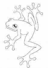 Coqui Frog Drawing Getdrawings sketch template